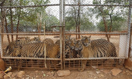 Kêu gọi ngừng buôn bán động vật hoang dã để ngăn đại dịch như COVID-19