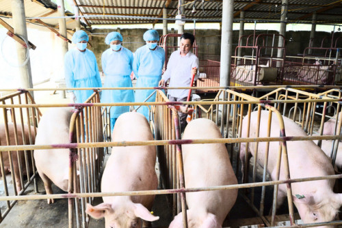Việt Nam sẽ nhập khẩu lợn sống của Thái Lan từ ngày 12/6